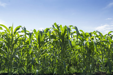 Corn field in a sunny day