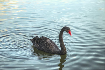 Black Swan Swimming