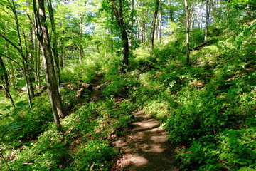 軽井沢　旧碓氷峠遊覧歩道