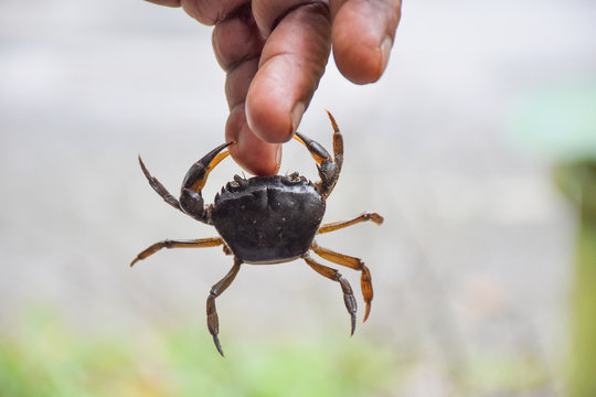 Crab Pinch The Finger, Pain And Hard To Release From It