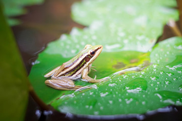 Green frog (green paddy frog) sitting on lotut leaf  in a pond