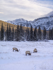 Naklejka premium Wild Elk in winter Banff National Park Alberta Canada