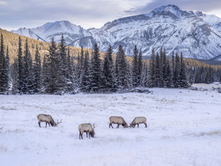 Wild Elk in winter Banff National Park Alberta Canada