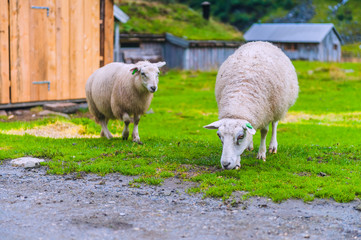 Fototapeta premium Sheep in a traditional mountain village. Norway