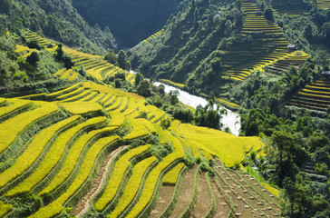Fototapety  Pole ryżowe w Azji przez sezon zbiorów w dzielnicy Mu Cang Chai, Yen Bai, Wietnam. Tarasowe pola ryżowe są szeroko stosowane w uprawach ryżu, pszenicy i jęczmienia we wschodniej, południowej i południowo-wschodniej Azji