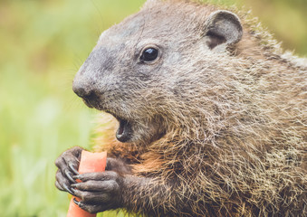 Closeup side of small Groundhog (Marmota Monax) with mouth open wide holding carrot