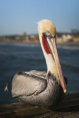 Brown Pelican Portrait