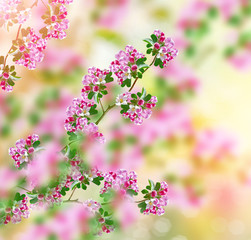 Blossoming branch apple. Bright colorful spring flowers