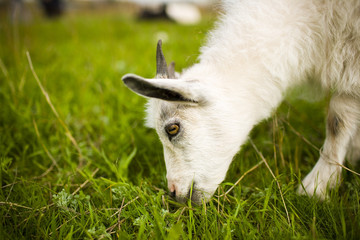 Obraz premium Young goat grazing in a meadow.