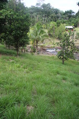 Fototapeta premium Guyane - Saül Dec 2016 - Crique Popotte 