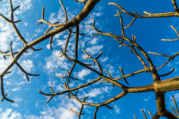 Tree branches and parasitic plants with blue sky background