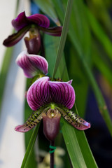Paphiopedilum villosum