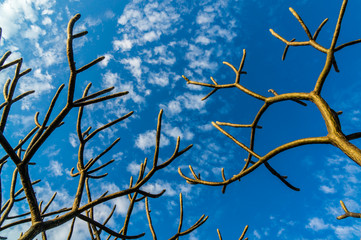 Tree branches and parasitic plants with blue sky background