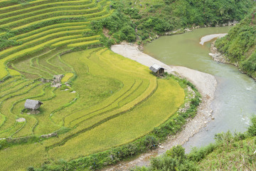 Fototapeta na wymiar Asia rice field by harvesting season in Mu Cang Chai district, Yen Bai, Vietnam. Terraced paddy fields are used widely in rice, wheat and barley farming in east, south, and southeast Asia