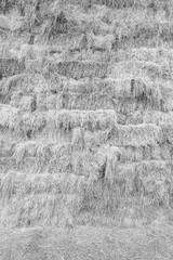straw texture background in black and white