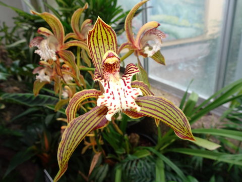 yellow and red orchid flower