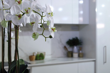 White style kitchen interior