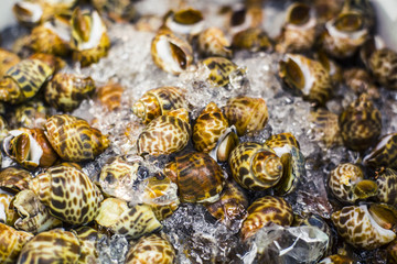 Whelks on ice