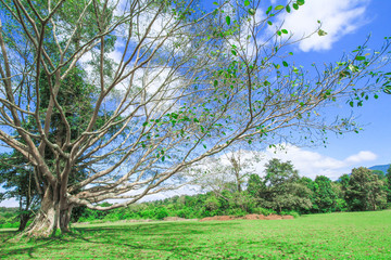 Tree, Oak Tree, Public Park, Forest, Tree Trunk