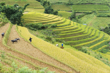 Asian rice field in harvesting season in Mu Cang Chai, Yen Bai, Vietnam. Terraced paddy fields are used widely in rice, wheat and barley farming in east, south, and southeast Asia