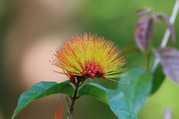 Guyane - Saül Dec 2016 - Fleur tropicale
