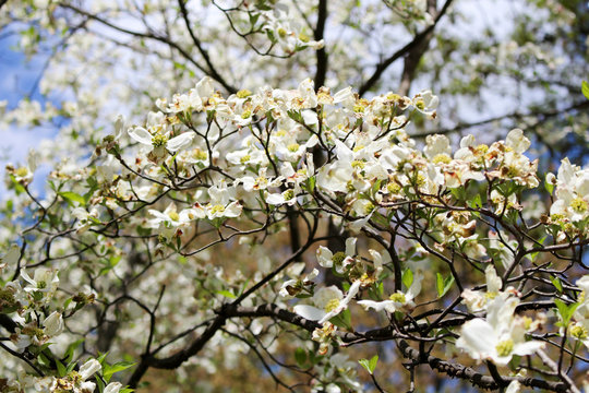 Closeup of blooming tree