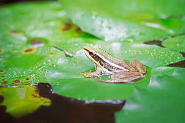 Green frog (green paddy frog) sitting on lotut leaf  in a pond