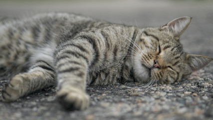Cat Sleeping on Road
