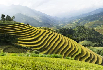 Stof per meter Azië padieveld door oogstseizoen in Mu Cang Chai district, Yen Bai, Vietnam. Terrasvormige rijstvelden worden veel gebruikt in de rijst-, tarwe- en gerstteelt in Oost-, Zuid- en Zuidoost-Azië © Hanoi Photography
