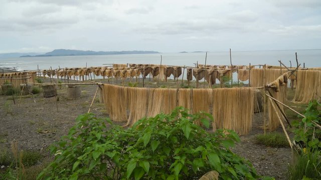 Abaca fiber, known as Manila Hemp, drying in an island village. abaca rope. Fbers are dried palm trees on the beach. Philippines 4K video.