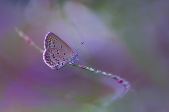 butterfly sitting on a curve twig with colorful background. image