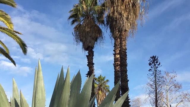 Palm Trees, Century Plant and Torch Aloe