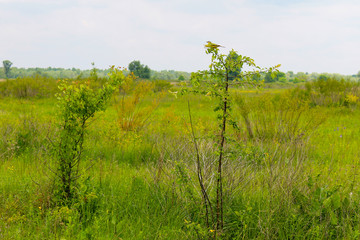 Fototapeta premium Great crested flycatcher on young tree