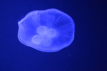  moon jellyfish shining in blue light close up