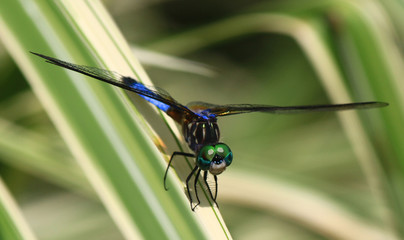 Close up dragonfly