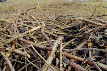 Pile of Fire Wood Branches