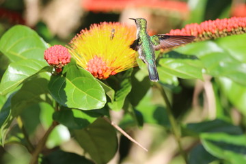 Guyane - Saül Dec 2016 - Fleur tropicale