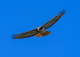 Redtail Hawk flying towards camera