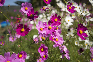 cosmos flowers in the garden under sunlight