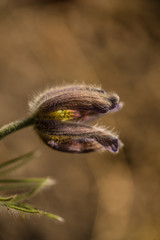 Spiny covered flowers close up