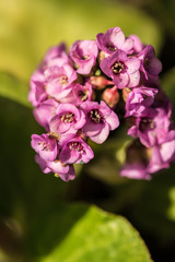 Cluster of small pink flowers close up