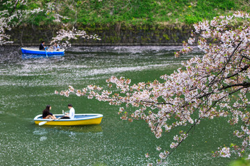 Chidorigafuchi park during the spring season.
