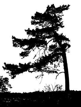 Realistic silhouettes of pine trees isolated on white (Vector illustration)