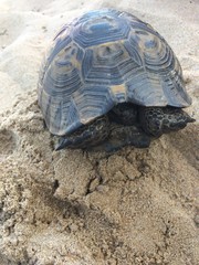 Obraz premium Turtle on the sandy beach