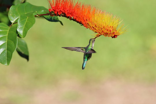 Guyane - Sa&uuml;l Dec 2016 - Colibri