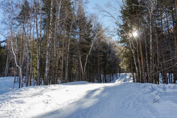 the sun in the winter forest