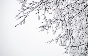 Морозная зимняя открытка. Заснеженный зимний сад