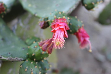 cactus flowers