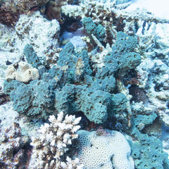 Coral reef with green sea sponge in tropical sea