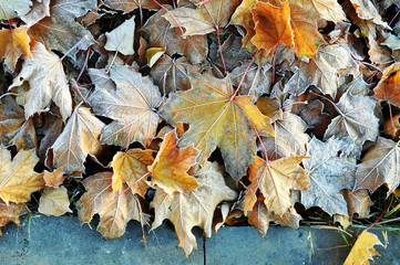 Autumn natural background. Frozen yellow maple leaves on the ground.